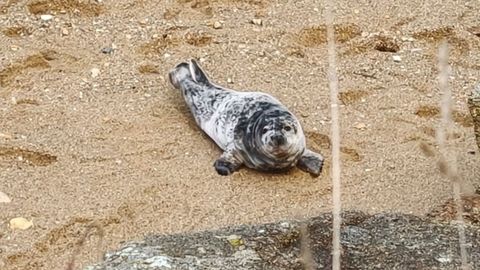 Foca gris juvenil que var� en Burela