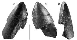 Diente de Limanes, que perteneci� a una especie de dinosaurio hace unos 100 millones de a�os