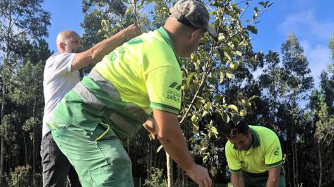 Operarios de Dixard�n y el edil Miguel Vales, recogiendo las primeras manzanas
