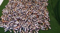 Las 1.600 bellotas de hach�s pesaban 16 kilos