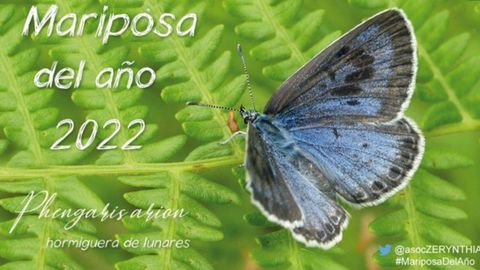 La �hormiguera de lunares�, elegida Mariposa del a�o 2022