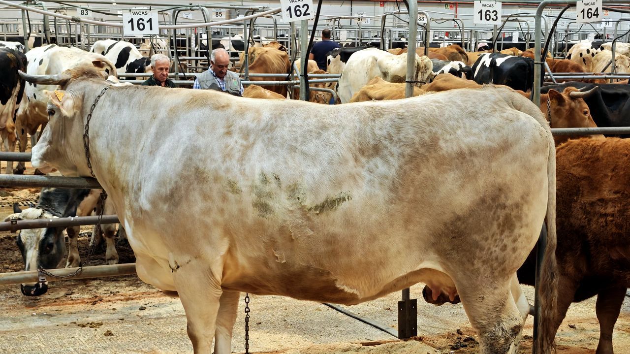 La recuperación de la cabaña sostiene a España como tercer productor cárnico de la Unión Europea