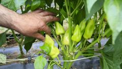 Foto de archivo de unos pimientos con DO