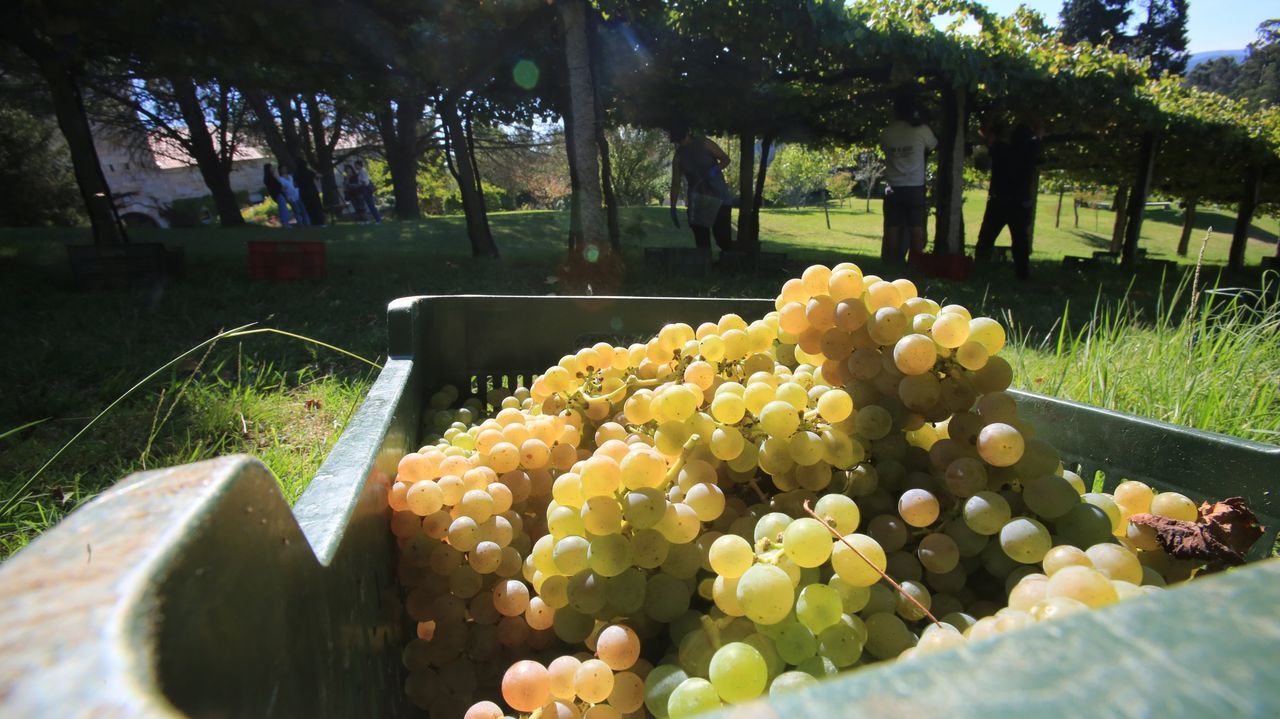 Las previsiones de una cosecha abundante tensan el mercado de la uva en Rías Baixas