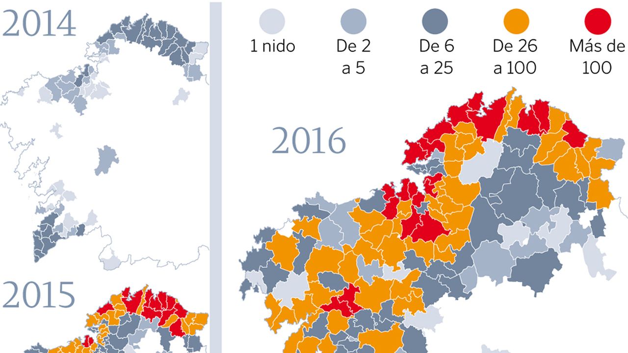 Los Nidos De Velutina Se Multiplicaron Por Nueve En Dos A os De 941 A los-nidos-de-velutina-se-multiplicaron-por-nueve-en-dos-a-os-de-941-a