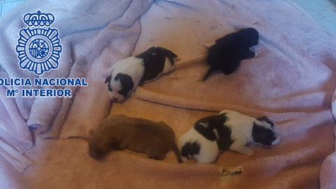 Los cachorros rescatados