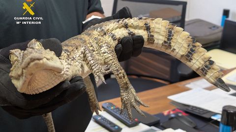 Imagen del caim�n yacar� que fue rescatado 