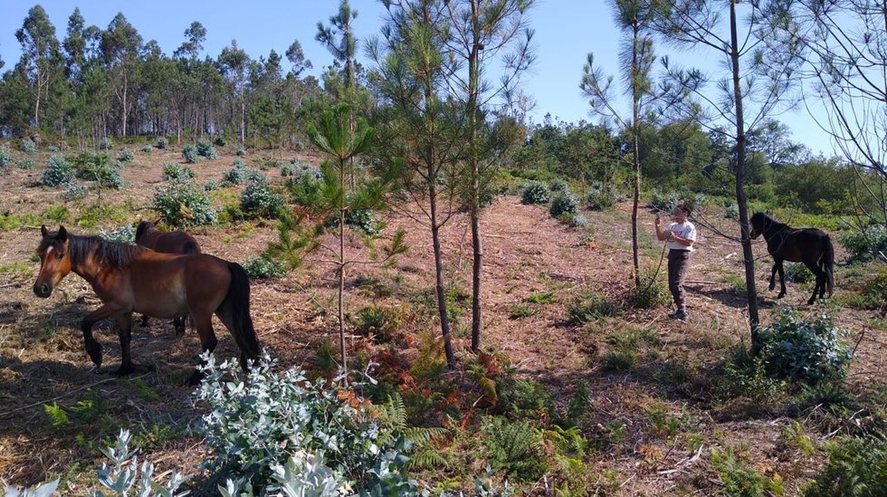 Froxán incorpora caballos para luchar contra los incendios