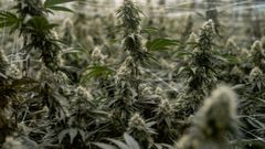 Cultivo de marihuana en Denver, Colorado.