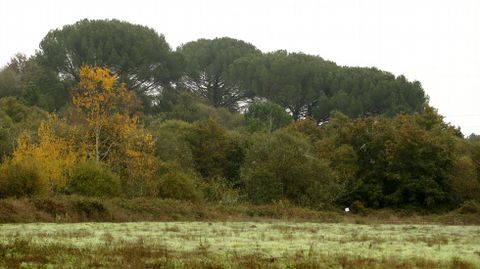 Pinos en la ladera del castro de Babela, en Monforte