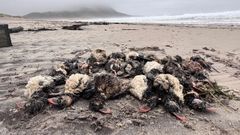 Cerca de una veintena de aves muertas aparecieron este martes en la playa de Area Maior de Muros