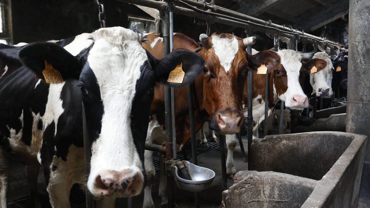 Los tratantes temen que Galicia prorrogue de nuevo las medidas por la dermatosis nodular