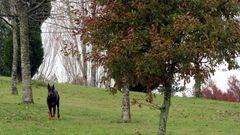 Imagen de archivo de un Doberman en una zona verde, sin correa de control