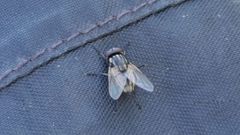 La mosca com�n es un insecto con dos alas