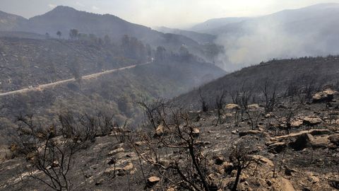 Portugal prohibe usar el eucalipto para replantar áreas quemadas como la de la imagen
