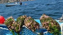 Las estrellas de mar, un peligro para la r�a de Pontevedra