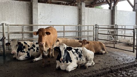 El CIAM ha llevado a cabo un proyecto para recuperar el potencial lcteo de la las vacas de Rubia Galega.
