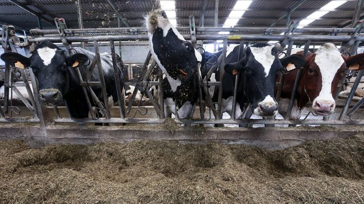 Vacas de producci&oacute;n l&aacute;ctea en una granja gallega