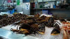 Primer d�a de n�coras en la plaza de Lugo