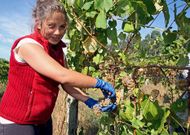 Durante esta semana dar� comienzo la recogida de la uva en la subzona de O Saln�s.