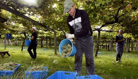 La vendimia de R�as Baixas de este a�o fue menor que en otras ediciones en las cuatro mil hect�reas que tiene la denominaci�n. 