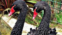Dos cisnes negros del zool�gico El Bosque de Oviedo