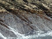 Un marisco perjudicado. En la foto superior, una subasta de percebe en Curuxeiras; a la izquierda, una zona rocosa limpia tras la retirada de mejilla. 