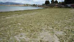 La borrasca Erin llena de algas las playas de Vigo