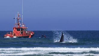 Aparece una ballena varada en la playa de Sab�n