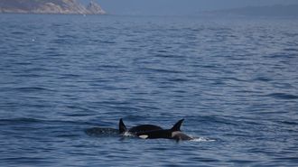 Orcas avistadas por un barco de Mar de Ons en la ruta de Sanxenxo a las islas C&iacute;es a la altura de la Costa da Vela, en O Morrazo
