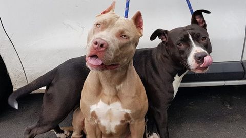 Perros desidratados recuperados por la Polic�a Local en un coche en Oviedo