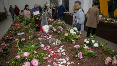 Exposicin de la camelia sansaqua en Boiro 2025