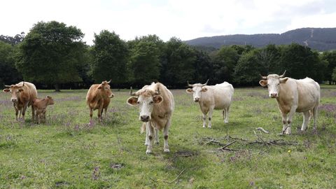 La carne de produccin ecolgica estar presente en Alimentaria.