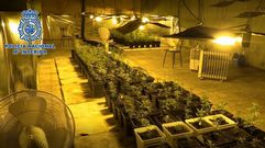 Desarticulado un grupo de narcotraficantes e incautadas 3.500 plantas de marihuana