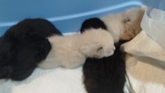 Cinco cr�as de gato, de entre diez y quince d�as de vida, halladas con vida en una finca de la r�a Violetas de Carballo.