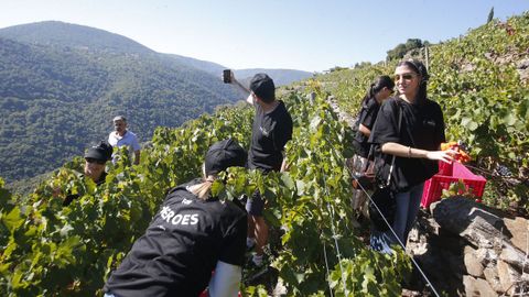 Regina Viarum.�En plena Ribeira Sacra no solo es posible vendimiar, sino tambi�n emular a los carreteiros, esos que suben cajas y cajas por las pendientes del vi�edo. Tambi�n se puede pisar la uva y probar los mostos que ya se est�n elaborando. La visita termina en su espectacular terraza sobre el r�o en la que se degustan cuatro vinos <br />y un aperitivo.