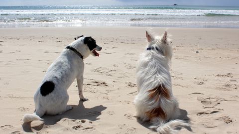 Perros en la playa