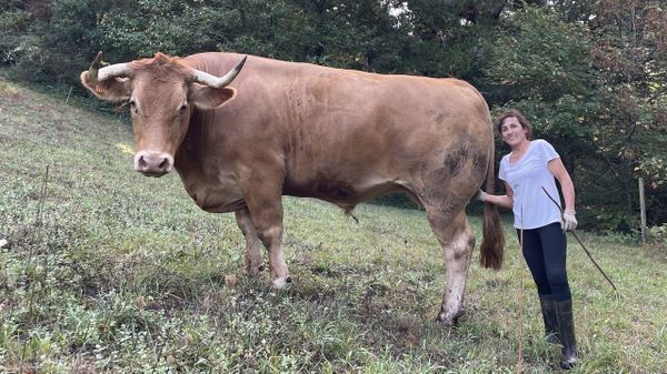 Celia en una de sus fincas en As Nogais junto a Berto, uno de los bueyes que cr�a en su explotaci�n