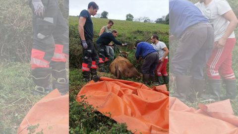 Rescate de una vaca en Fontaciera, en Gij�n