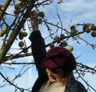 Este fin de semana se recogi� la fruta para elaborar la sidra de hielo.