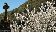 Cerezo en flor en la zona de Belesar en una foto de archivo