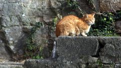 El protocolo municipal de Sanxenxo califica a las colonias felinas como �parte do ecosistema urbano�