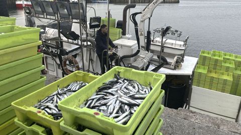 Cerqueros desembarcan las primeras capturas de la campa�a de la anchoa. 