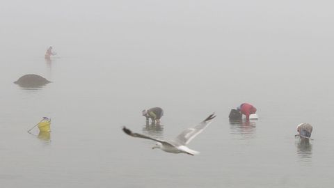 Un grupo de mariscadoras traballan baixo un manto de n�boa en O Serrido de Cambados.