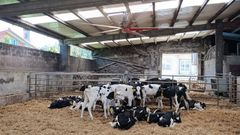 Muchas explotaciones apuestan por grandes ventiladores para hacer frente a las olas de calor y que los animales no sufran