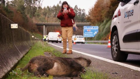 Una mujer fotografía a un jabalí después de que el animal provocase un accidente de tráfico en la AP-9, a la altura de Bergondo en una imagen de archivo.