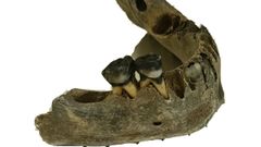 Mand�bula hallada en Arealonga