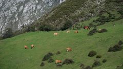 Varias cabezas de ganado en Asturias