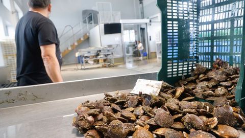 Descarga de zamburi&ntilde;a hace unos meses en la cofrad&iacute;a de Ferrol