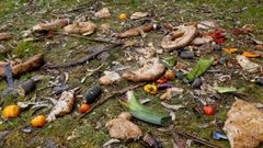 Restos de bueyes de mar y de centollos en un �rea arbolada junto al barrio de As Ra�as.